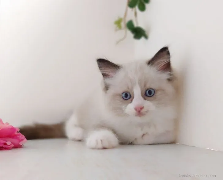 ID：2010-00855の子猫