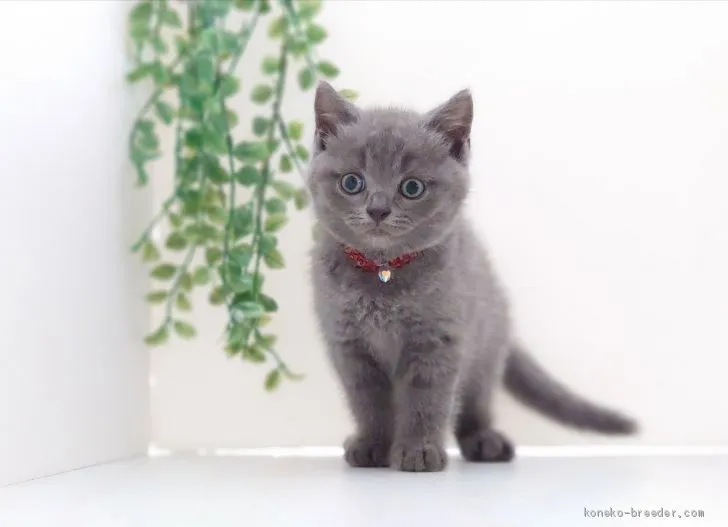 チエ 様のお迎えした子猫