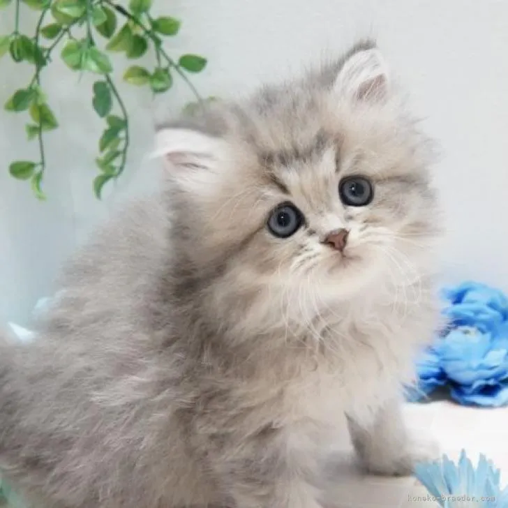 ID：2211-00155の子猫
