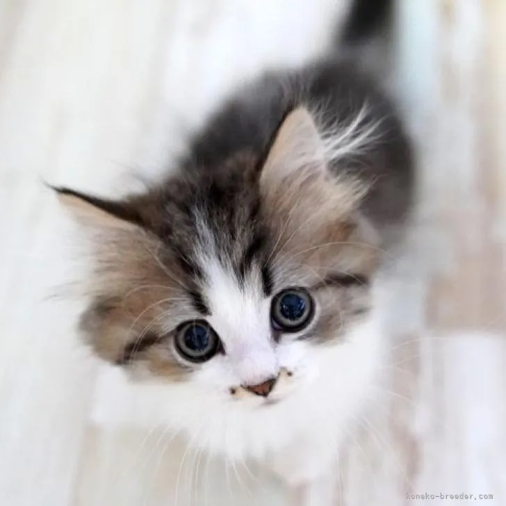 ID：2212-00858の子猫