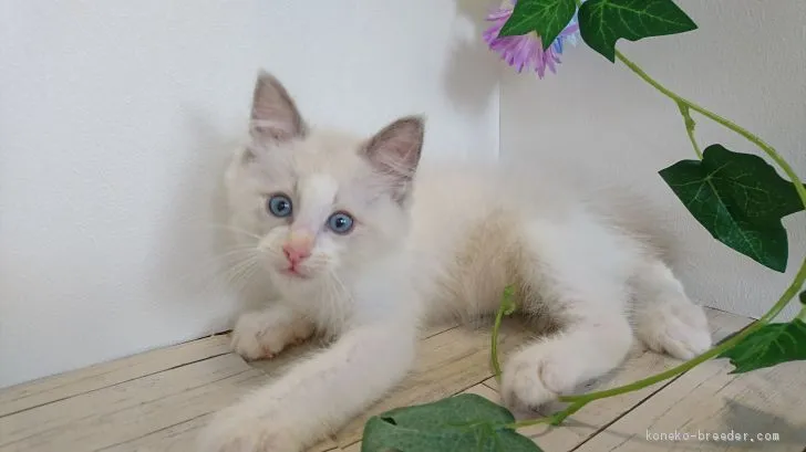 ID:1905-01937の子猫