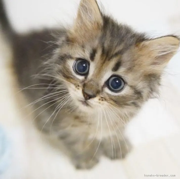 ID：2206-02715の子猫