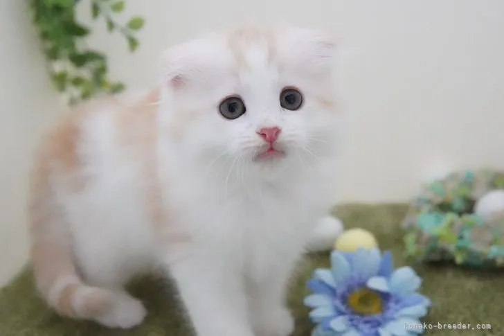 ID:2105-02352の子猫