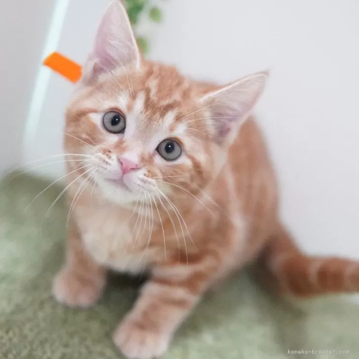 ID：2411-00458の子猫