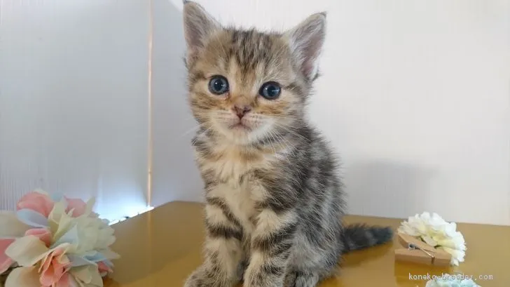 ID:1905-01036の子猫