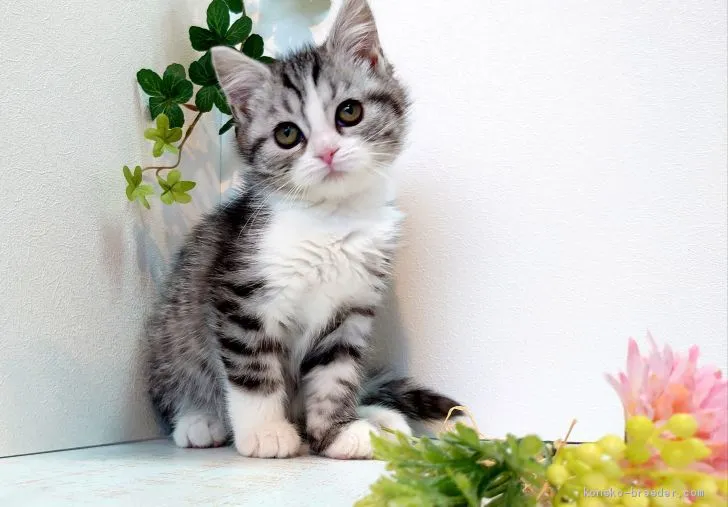 ID:1912-01660の子猫