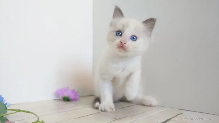 ID：1910-01887の子猫