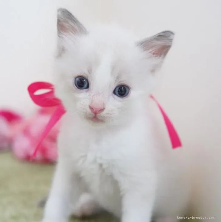 ID:2208-02876の子猫