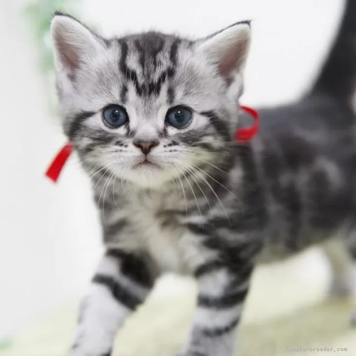 ID：2403-01398の子猫