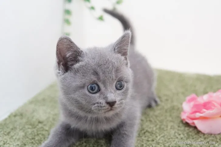 ねこねころんだ 様のお迎えした子猫