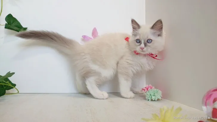 ID：1912-00665の子猫