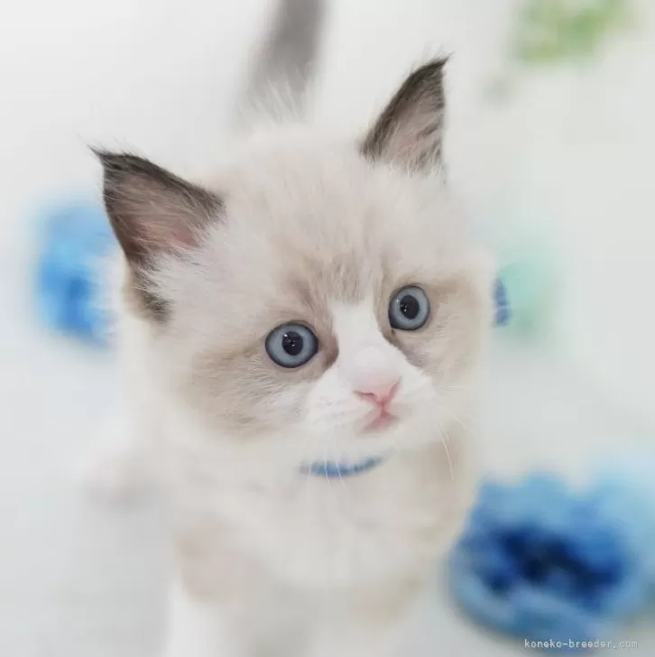 ID：2404-01614の子猫