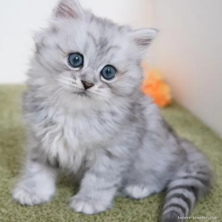 ID：2208-00948の子猫