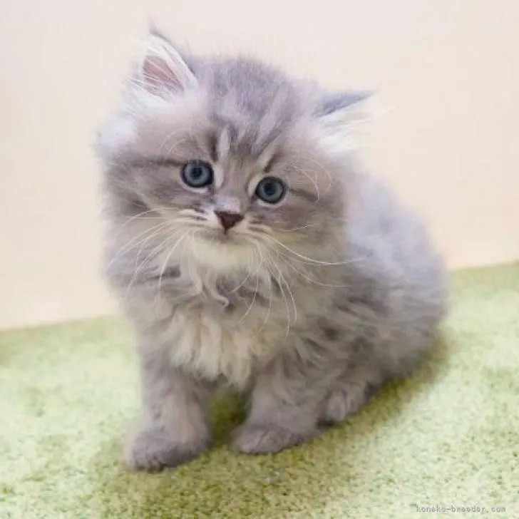 ID：2206-02012の子猫