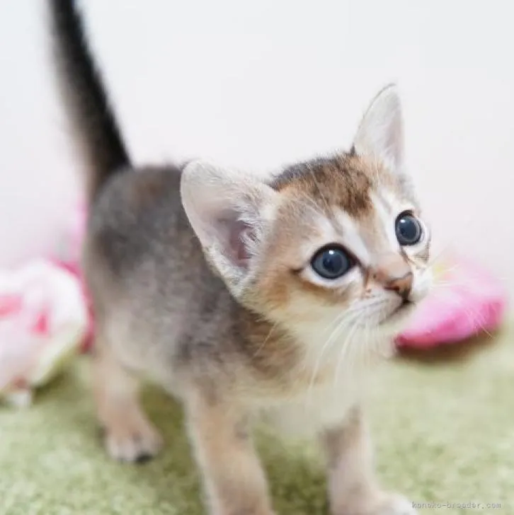 Y.W 様のお迎えした子猫