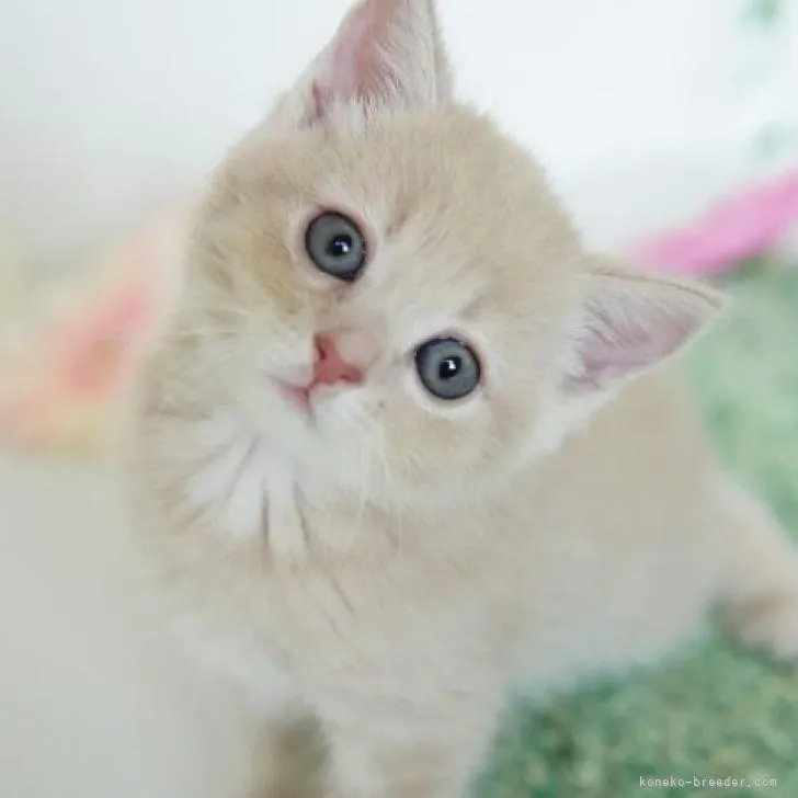 ID：2206-03289の子猫