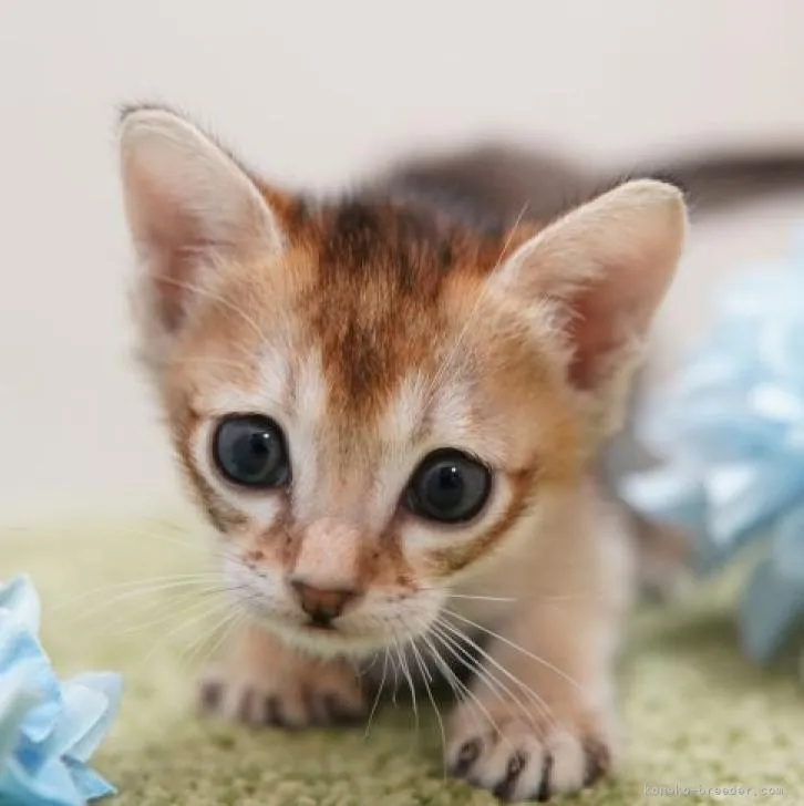 ID:2212-00665の子猫