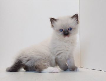 ラグドール【神奈川県・男の子・2020年1月30日・シールポイントミテッド】の写真「フワフワのまん丸くん」