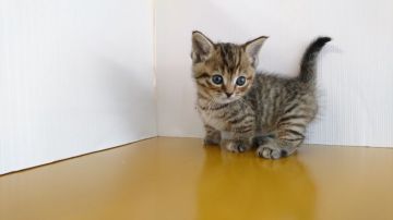 マンチカン(短足)【神奈川県・女の子・2019年1月28日・ブラウンタビー（短毛）】の写真「元気いっぱい短足ちゃん」