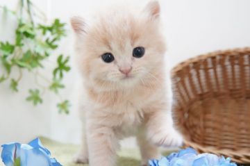 ミヌエット【神奈川県・男の子・2022年1月10日・クリーム（ショート～ミディアム）】の写真「ふんわり毛の足長　男の子♪」