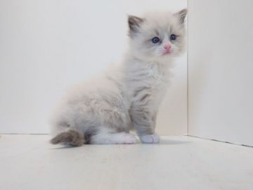 ラグドール【神奈川県・女の子・2020年1月30日・ブルーポイントバイカラーミテッド】の写真「柔らかい毛色のお姫様」