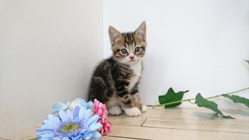 マンチカン(長足)【神奈川県・男の子・2019年5月24日・ブラウンタビーアンドホワイト（短毛）】の写真「好奇心旺盛の甘えん坊くん」