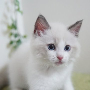 ラグドール【神奈川県・男の子・2023年6月10日・ブルーポイントバイカラー】の写真「もふもふハンサム君💛」