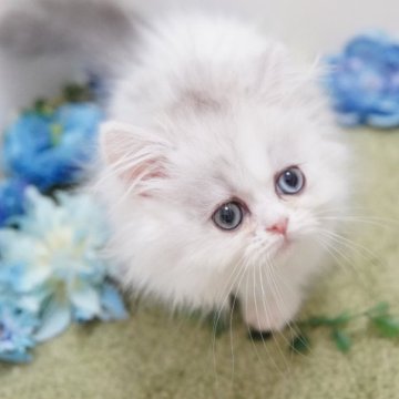 ミヌエット(短足)【神奈川県・男の子・2023年2月23日・シルバー&ホワイト（ミディアム）】の写真「モフっと極短」