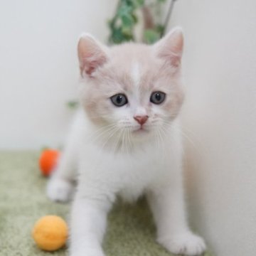 マンチカン(長足)【神奈川県・男の子・2023年4月4日・クリーム&ホワイト】の写真「ほんわかマイペース」