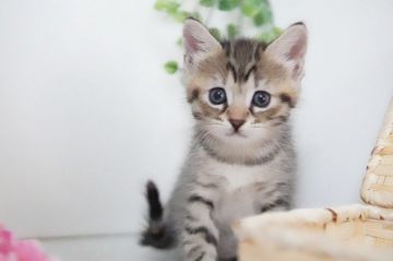 マンチカン(長足)【神奈川県・女の子・2021年12月23日・ブラウンタビー（短毛）】の写真「甘えん坊な女の子」
