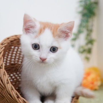 ミヌエット(短足)【神奈川県・女の子・2023年4月27日・レッド&ホワイト】の写真「むっちりキュート💛人見知り無し！」