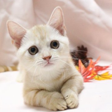 マンチカン(短足)【神奈川県・女の子・2023年6月11日・クリーム(カメオ)タビー】の写真「むっちりまんまる💛」