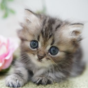 ミヌエット(短足)【神奈川県・女の子・2024年8月18日・ブラウンタビー（ミディアム）】の写真「もふもふ極短ちゃん💛」