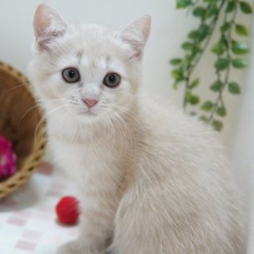 マンチカン(長足)【神奈川県・女の子・2023年6月24日・クリーム】の写真「まんまるモフモフ💛」