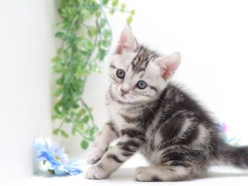 マンチカン(長足)【神奈川県・男の子・2020年2月29日・シルバークラシックタビー】の写真「うるう日生まれの元気くん」