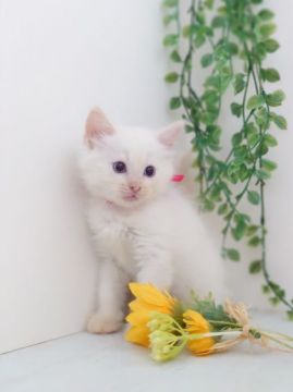 ラグドール【神奈川県・男の子・2020年8月4日・クリームポイント】の写真「とっても綺麗な柔らかい色合いです」