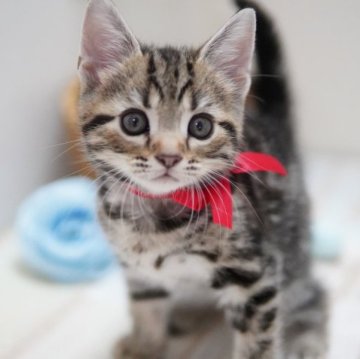 アメリカンショートヘア【神奈川県・男の子・2023年7月15日・ブラウンタビー】の写真「まんまるベビーフェイス」