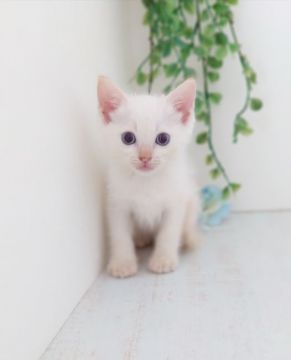 ラグドール【神奈川県・男の子・2020年8月4日・クリームポイント（ショート）】の写真「とっても甘えん坊ちゃん」