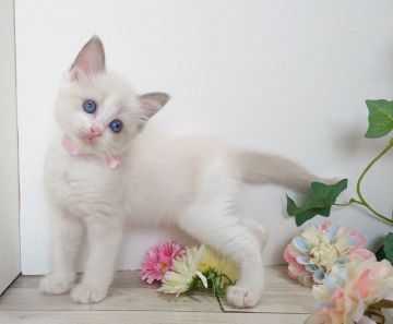 ラグドール【神奈川県・女の子・2019年8月20日・ブルーポイントバイカラー】の写真「優しい色合いのお姫様」