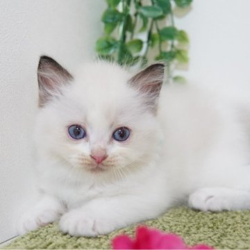ラグドール【神奈川県・女の子・2024年7月10日・シールポイントバイカラー】の写真「もふっとベビーフェイス💛」