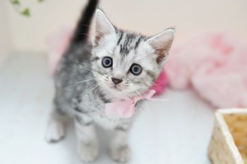 アメリカンショートヘア【神奈川県・女の子・2021年7月1日・シルバーパッチドタビー】の写真「元気いっぱい！！」