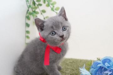 ブリティッシュショートヘア【神奈川県・男の子・2021年7月3日・ブルー】の写真「とっても甘えん坊」