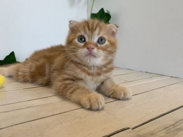 マンチカン(長足)【神奈川県・女の子・2019年6月10日・レッドタビー】の写真「明るくて小顔の折れ耳ちゃん」