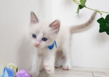 ラグドール【神奈川県・男の子・2019年8月20日・ブルーポイントバイカラー】の写真「優しい色合いのぼくちゃん」