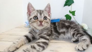 アメリカンショートヘア【神奈川県・男の子・2019年5月5日・シルバータビー（短毛）】の写真「マイペースなシルバーくん♥️」