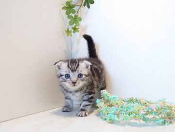 マンチカン(長足)【神奈川県・男の子・2020年2月8日・シルバータビー（ショート）】の写真「大きな折れ耳♥️綺麗な縞模様」