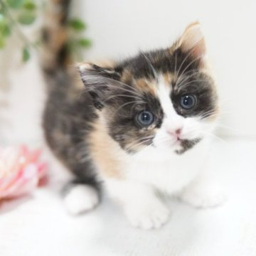 マンチカン(短足)【神奈川県・女の子・2023年10月30日・キャリコ】の写真「モフっとキュート💛」