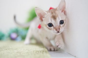 シンガプーラ【神奈川県・男の子・2022年1月13日・セピアアグーティ】の写真「元気で明るい男の子」