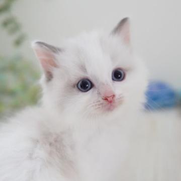 ラグドール【神奈川県・男の子・2022年5月14日・ブルーポイントバイカラー】の写真「美しいラグ兄妹」