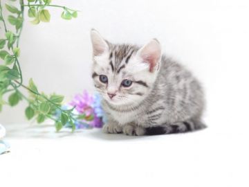 マンチカン(短足)【神奈川県・男の子・2020年2月29日・シルバーマッカレールタビー】の写真「うるう日生まれの元気くん」